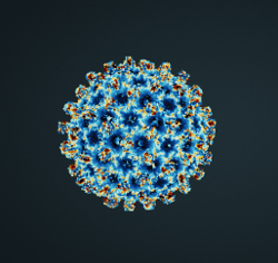 Hepatitis-B-Virus