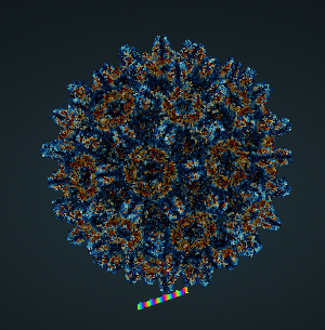 Hepatitis-B-Virus