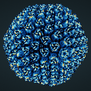 Adeno-Virus